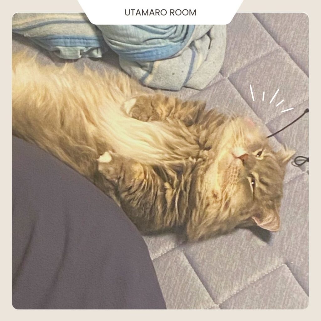 冷感カーペットでくつろぐ長毛猫 