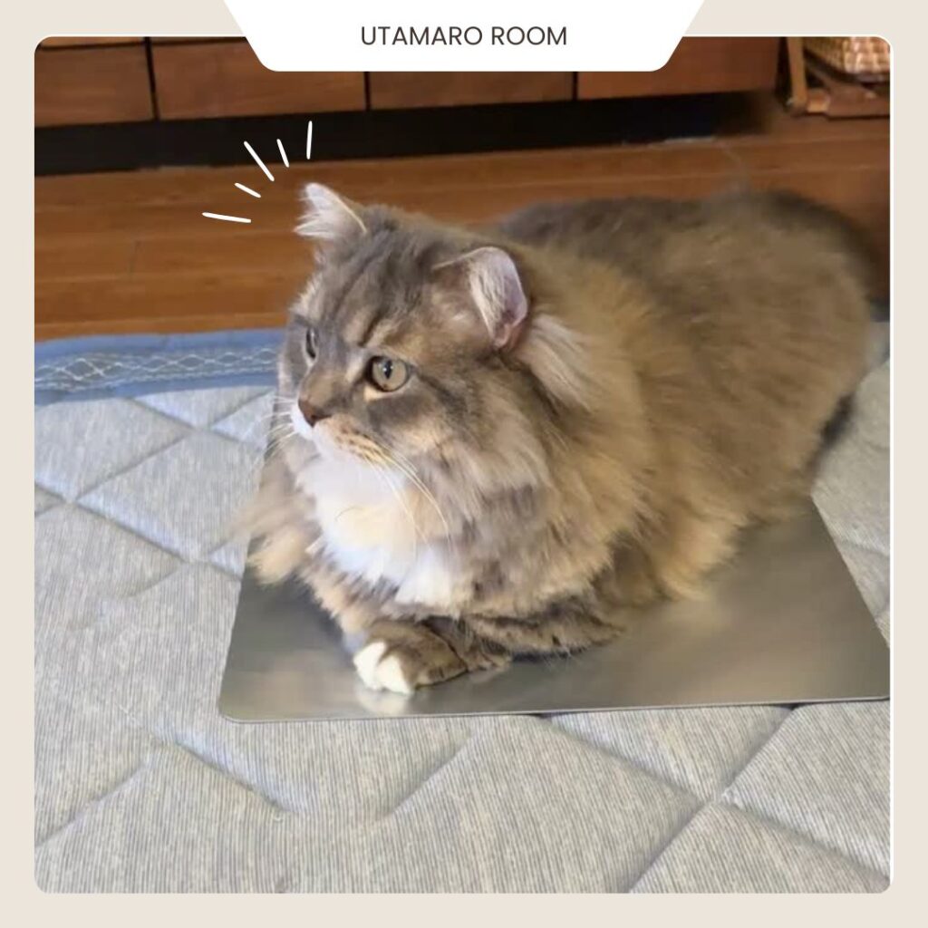  アルミマットの上で涼む猫