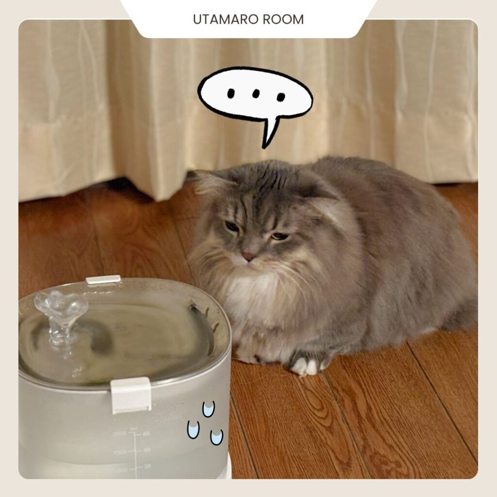自動給水器のをずっと見ている猫