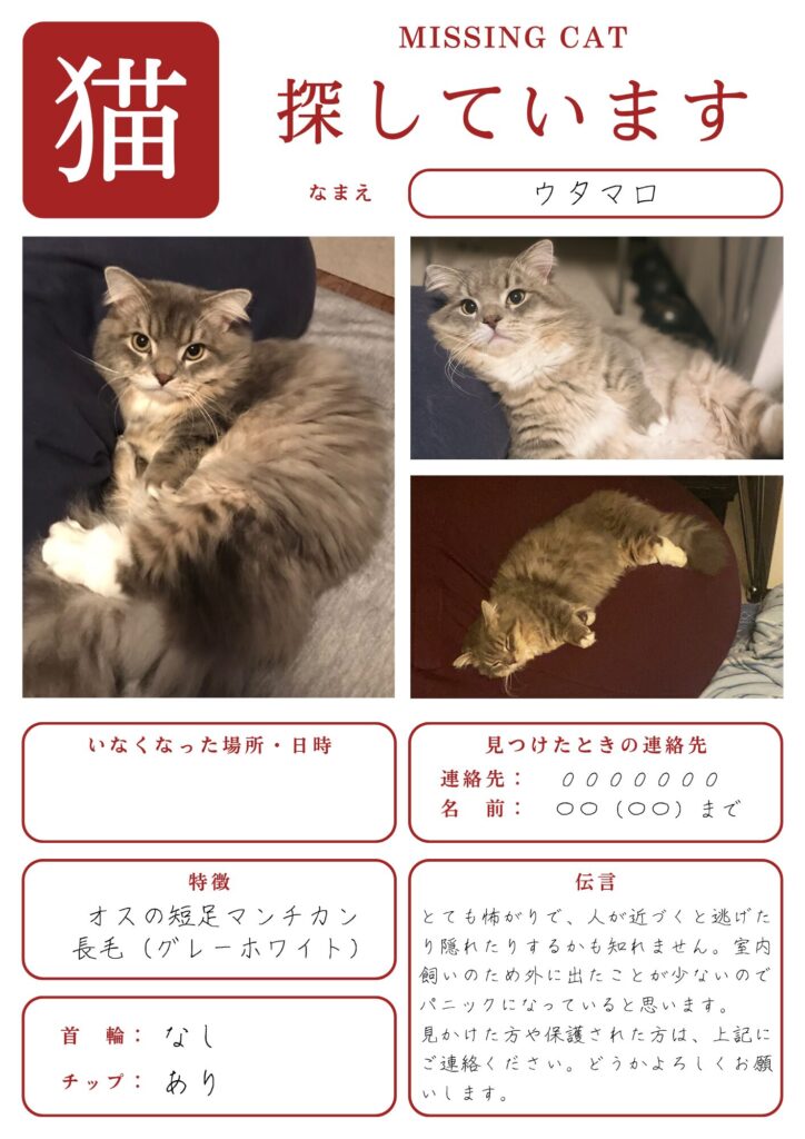 災害時に使う猫の迷子チラシの記入例。短足マンチカンのウタマロの写真と特徴、性格を記載