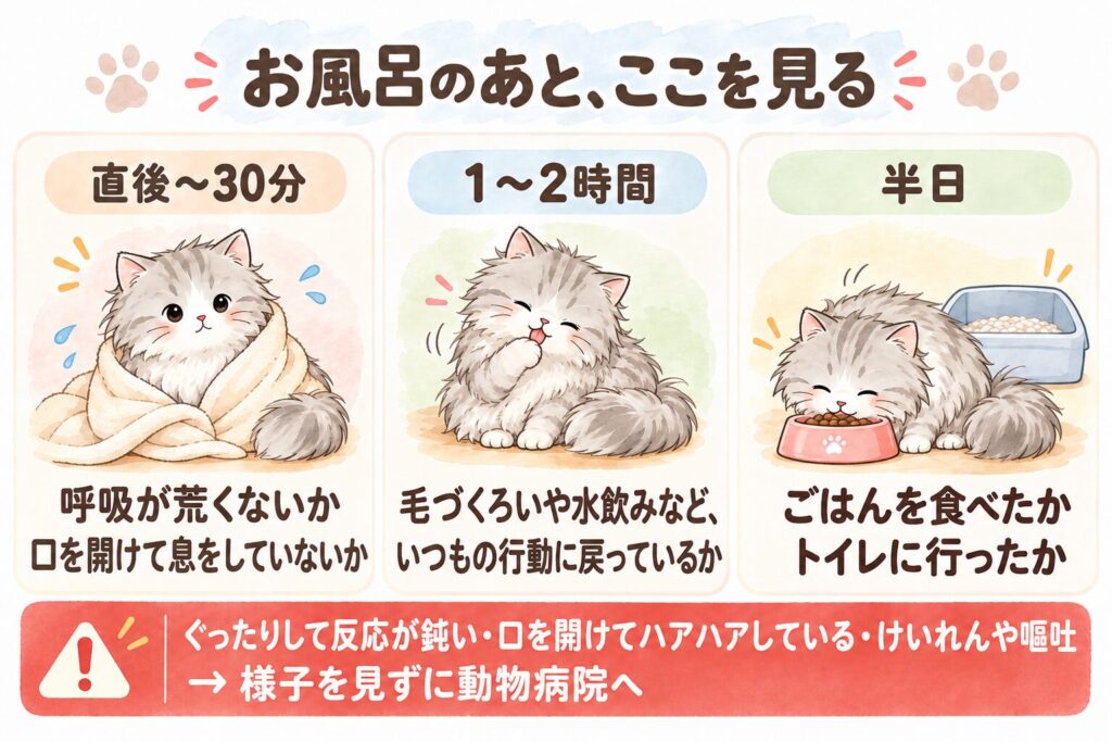 猫のシャンプー後に見るポイントの図解（直後〜30分・1〜2時間・半日のチェックと、すぐ動物病院へ行くサイン）